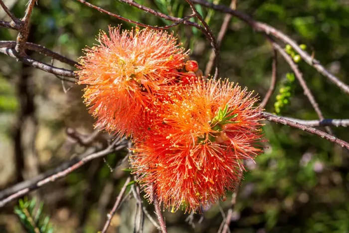 Framed Print : Swamp Bottlebrush, Beaufortia sparsa Framed Print : Swamp Bottlebrush, Beaufortia sparsa
