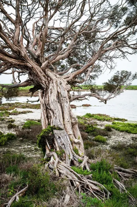 Framed Print : Swamp paperbark tree at Coorong lagoon Australia