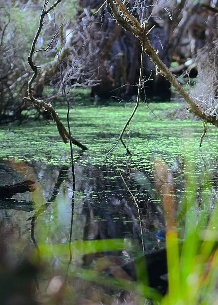 Swampy Scene
