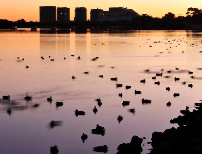 Framed Print : Swan River At Dawn