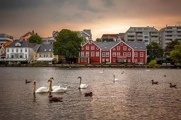 Swans, Ducks and Seagulls in the Breiavatnet Lake with Stavanger City Skyline in the Background, Rogaland County, Norway
