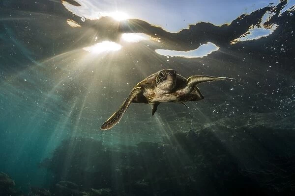 Swim away turtle