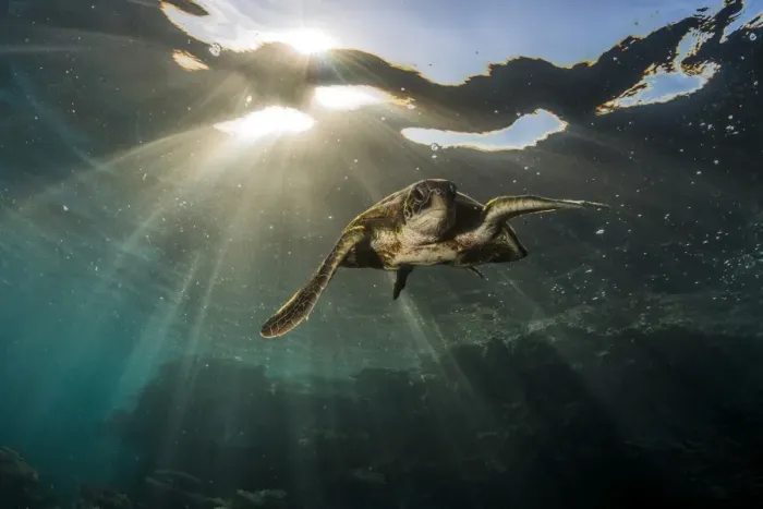 Framed Print : Swim away turtle