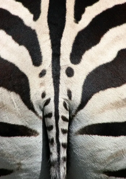 Framed Print : Symmetry. Zebra Dubbo, Central NSW