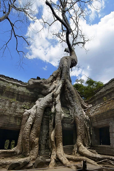 Ta Prohm (Rajavihara) Temple, Angkor, Siem Reap, Cambodia