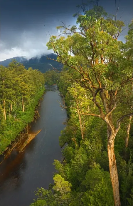 Framed Print : Tahune rainforest, southern Tasmania, Australia Framed Print : Tahune rainforest, southern Tasmania, Australia