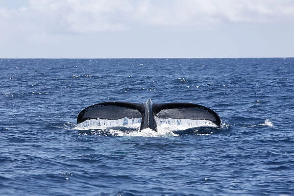 Tail of Humpback whale sticking out from sea