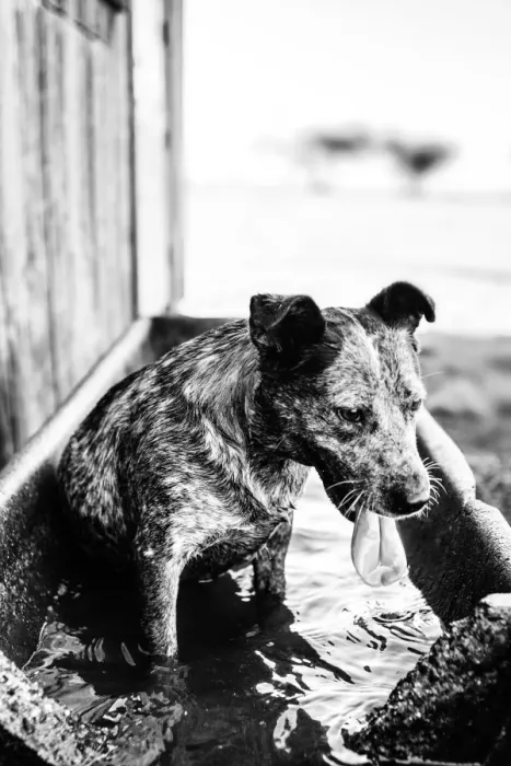 Framed Print : Taking A Dip
