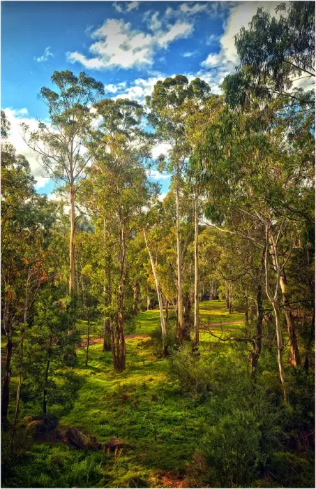 Framed Print : Tall Eucalypts, Sheep-yard Flat, Victorian high country, Australia
