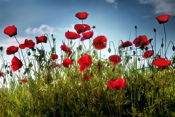 Tall poppies