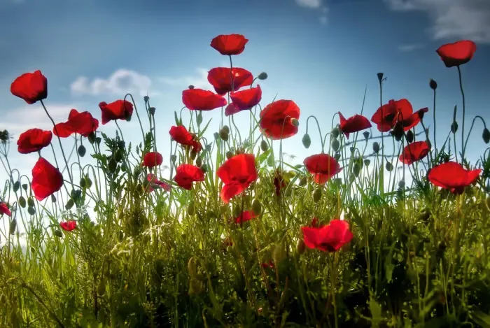 Framed Print : Tall poppies Framed Print : Tall poppies
