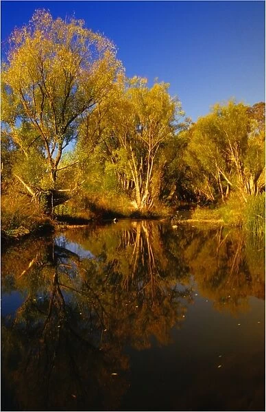 Tambo river reflections, Victoria, Australia