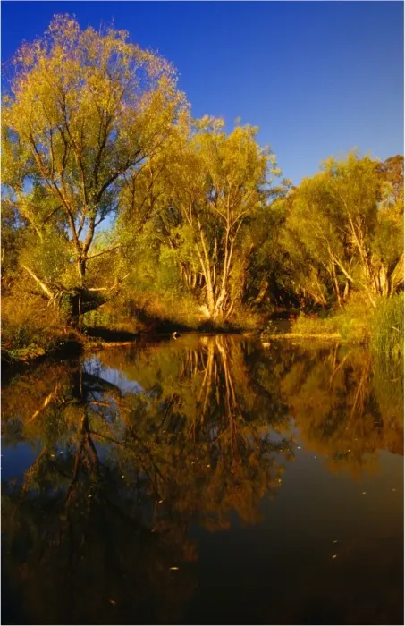 Framed Print : Tambo river reflections, Victoria, Australia