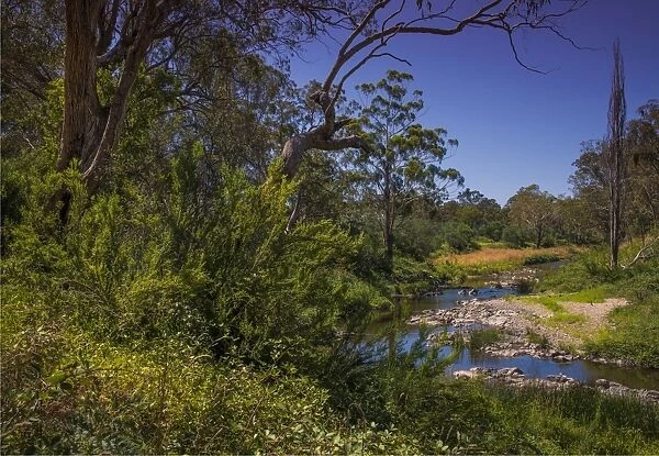 Tambo river during summer in the Alpine region of north east Victoria, Australia