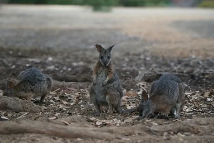 Framed Print : Tammar Wallaby Framed Print : Tammar Wallaby