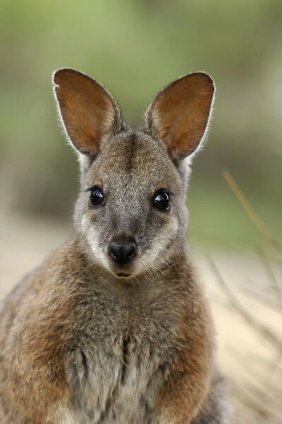 Tammar Wallaby (Macropus eugenii), Australia