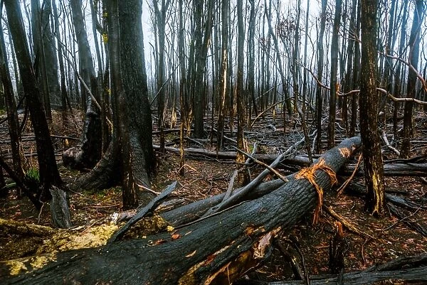 Tarkine rainforest in Tasmanias north-west after 2016 fiers
