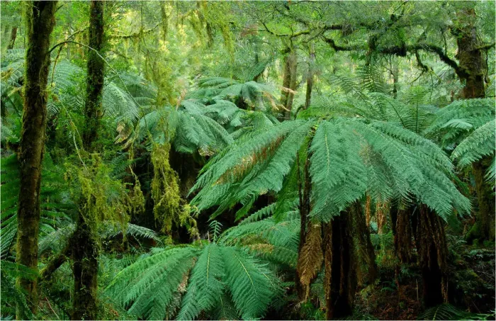 Framed Print : Tarra Valley National Park, Victoria, Australia Framed Print : Tarra Valley National Park, Victoria, Australia