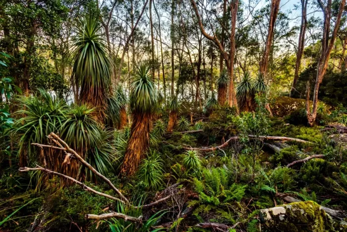 Framed Print : Tasmanian alpine moorland rainforest by Lake Dobson in Pandani Grow in Mt Field National Park, Tasmania Framed Print : Tasmanian alpine moorland rainforest by Lake Dobson in Pandani Grow in Mt Field National Park, Tasmania