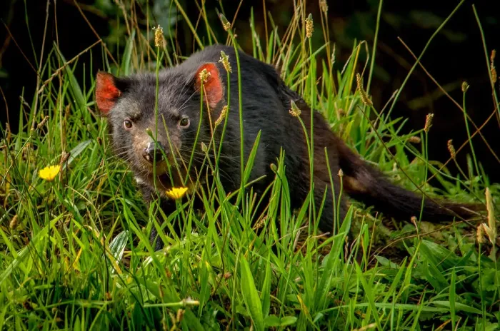 Framed Print : Tasmanian Devil Framed Print : Tasmanian Devil
