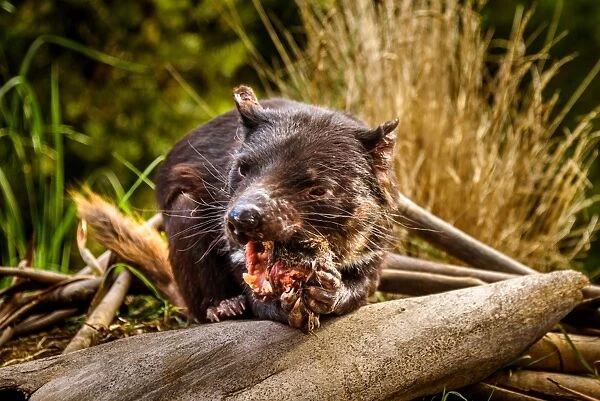 Tasmanian Devil eating carrion at Tasman Peninsula
