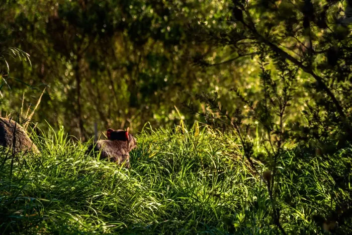 Framed Print : Tasmanian Devil at Tasman Peninsula Framed Print : Tasmanian Devil at Tasman Peninsula