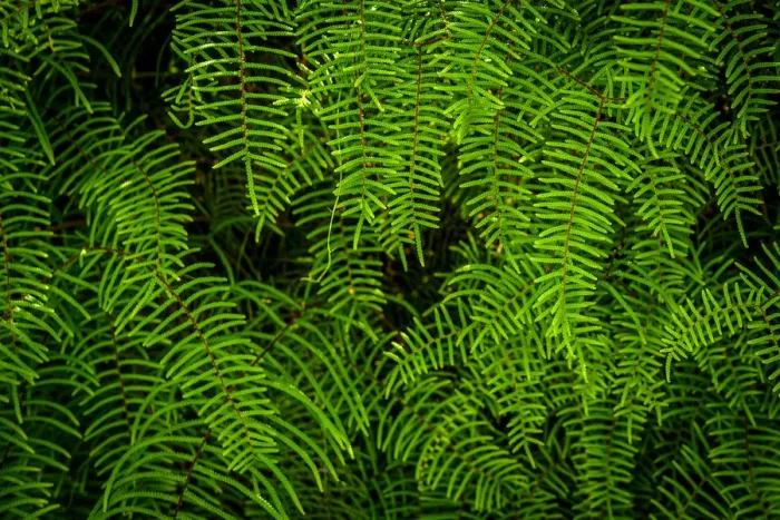 Framed Print : Tasmanian Fern (Doodia aspera) in Eastern Arthur Range, Tasmania Framed Print : Tasmanian Fern (Doodia aspera) in Eastern Arthur Range, Tasmania