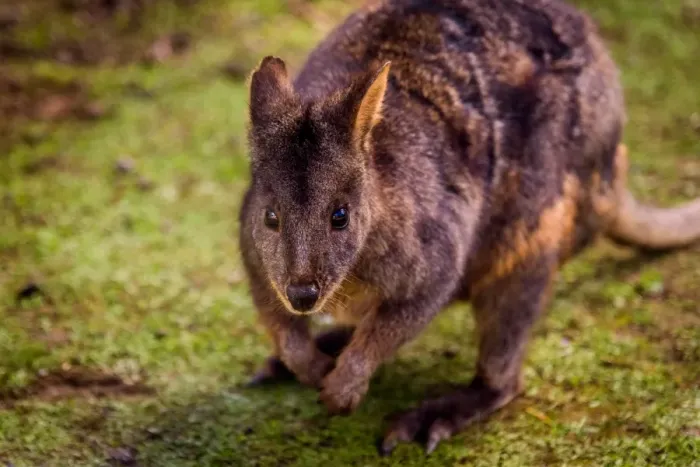 Framed Print : Tasmanian Pademelon