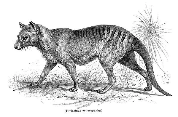 Tasmanian Tiger Thylacinus cynocephalus illustration 1896