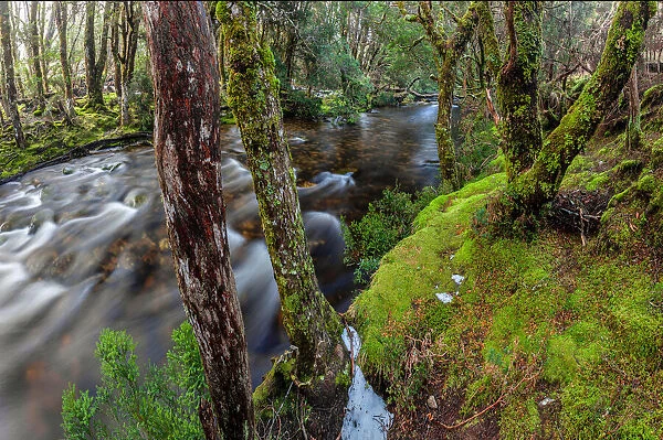 Tasmanian wilderness scene in Mount Field National Park
