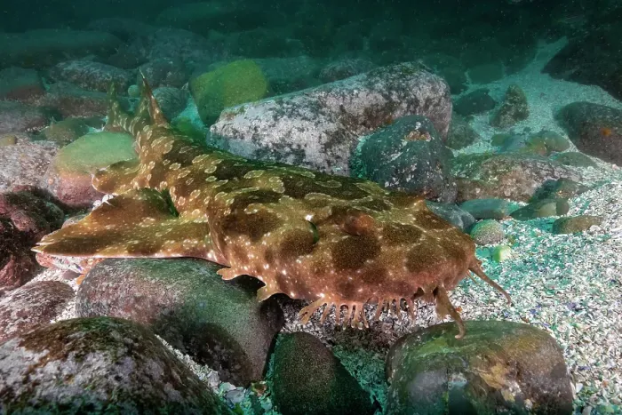 Framed Print : Tasselled wobbegong shark on the ocean floor at the Seal Rocks Marine Park, NSW, Australia Framed Print : Tasselled wobbegong shark on the ocean floor at the Seal Rocks Marine Park, NSW, Australia