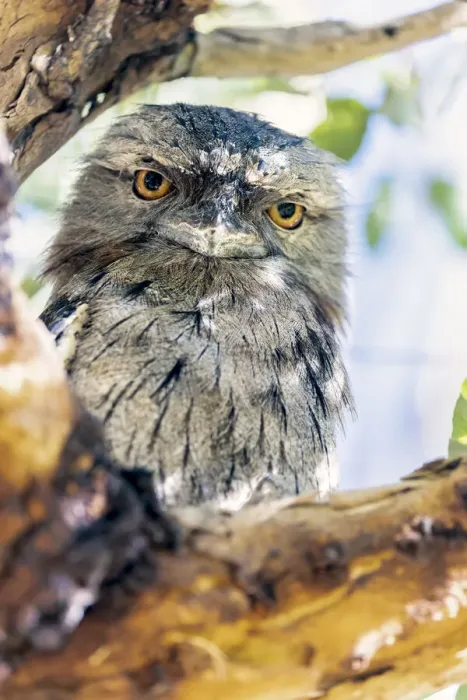 Framed Print : Tawny Frogmouth sitting on a tree branch (Podargus Strigoides)