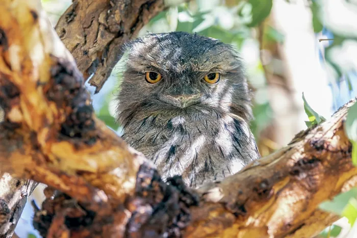 Framed Print : Tawny Frogmouth sitting on a tree branch (Podargus Strigoides)