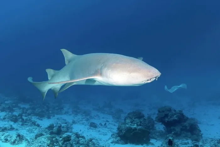 Framed Print : Tawny nurse shark (Nebrius ferrugineus), Great Barrier Reef, Pacific Framed Print : Tawny nurse shark (Nebrius ferrugineus), Great Barrier Reef, Pacific