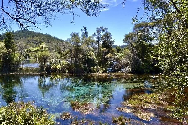 Te Waikoropupu Springs in New Zealand