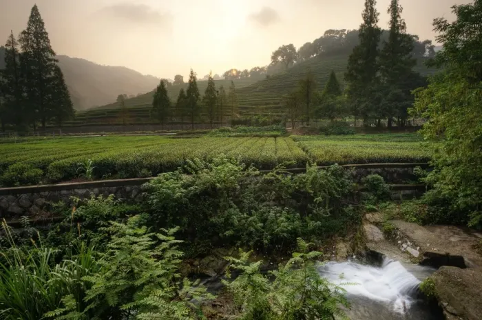 Framed Print : Tea Plantation in Hanzhou, China Framed Print : Tea Plantation in Hanzhou, China