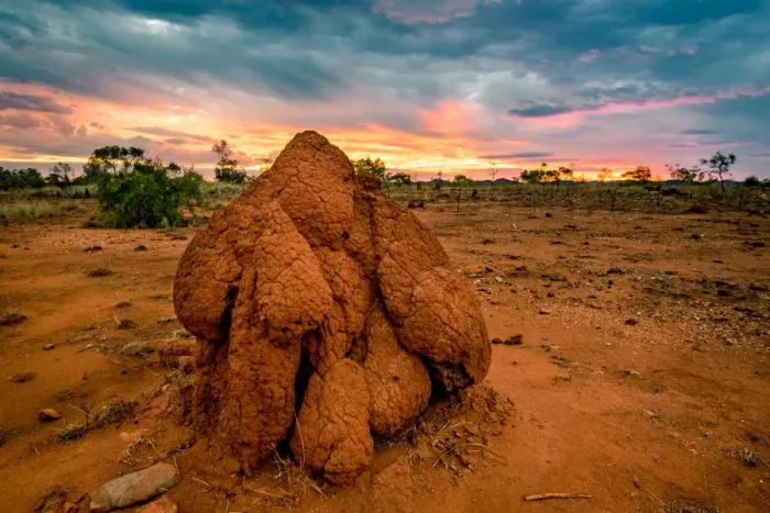 Framed Print : Termite mound