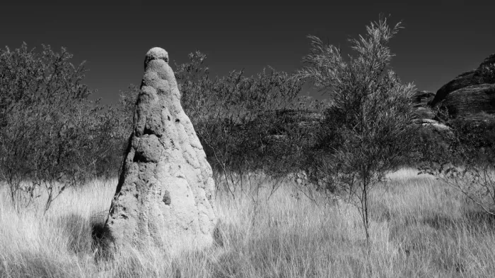 Framed Print : Termite Mound