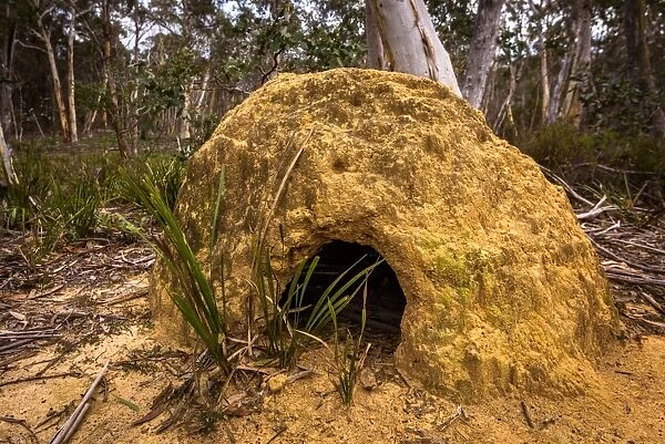 Termite mound in Deua National Park, New South Wales