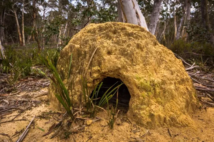 Framed Print : Termite mound in Deua National Park, New South Wales Framed Print : Termite mound in Deua National Park, New South Wales