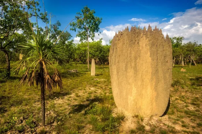 Framed Print : Termite mound in Litchfield National Park Framed Print : Termite mound in Litchfield National Park