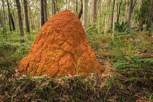 Termite mound in Murramarang National Park, New South Wales