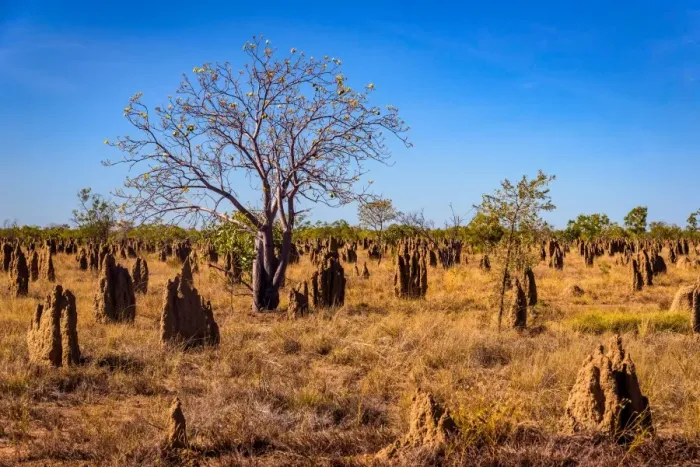 Framed Print : Termite mounds field