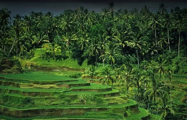 Terraced rice-fields, on the eastern side of the island of Bali, Indonesia