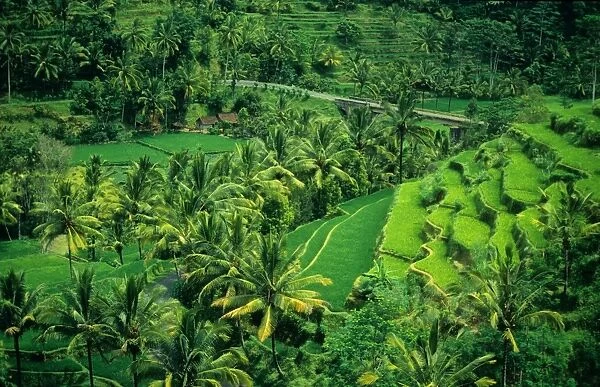 Terraced rice-fields, on the eastern side of the island of Bali, Indonesia