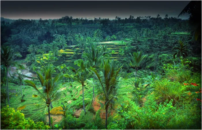 Framed Print : Terraced rice-fields near Ubud, on the island of Bali, Indonesia