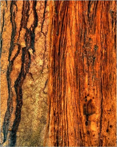 Textures of bark, Yosemite National Park, California