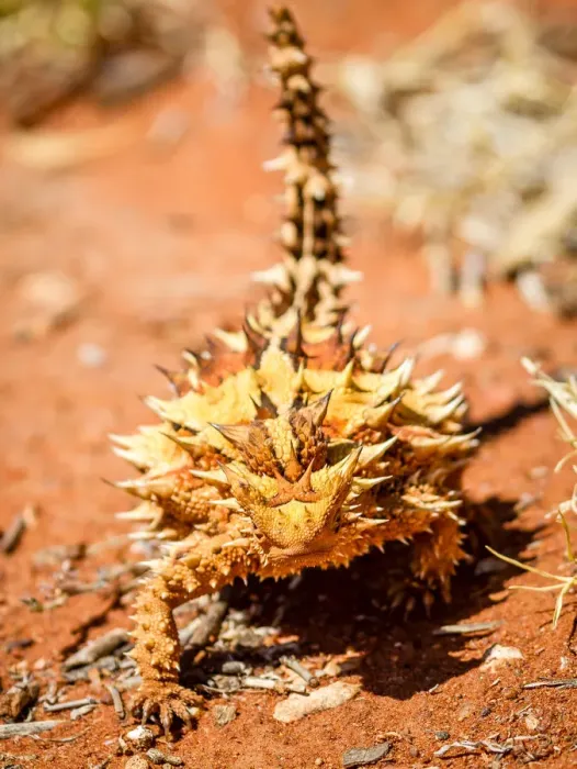 Framed Print : Thorny devil