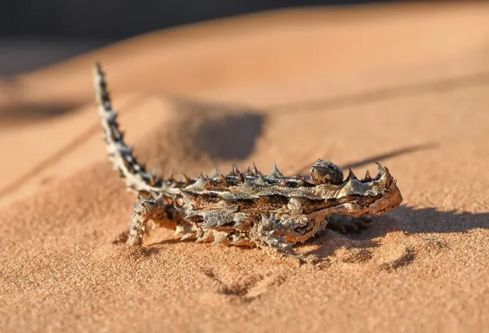 Framed Print : Thorny devil (Moloch horridus), François Péron National Park, Shark Bay, State of Western Australia, Australia, Oceania