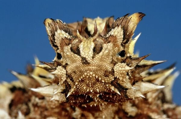 Thorny devil (Moloch horridus), close-up